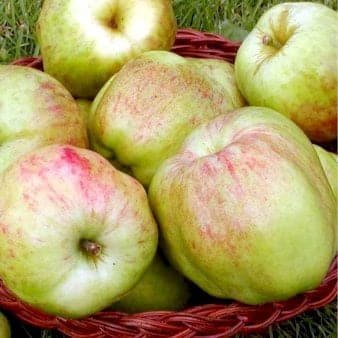 Se Æble 'Gul Gråsten' 4-8 grene. 3-4 års. Potte 37,5 liter,- 180-220 cm. ❤ Stort online udvalg i Plantetorvet ❤ Hurtig levering: 1 - 2 Hverdage samt billig fragt - Varenummer: PTT-90265 og barcode / Ean: på lager - Udsalg på Frugttræer & Frugtbuske > Æble Spar op til 66% - Over 785 kendte brands på udsalg