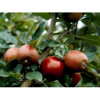 Se Æble 'Ildrød Pigeon' 4-8 grene. 120-160 cm. Potte, (M7) ❤ Stort online udvalg i Plantetorvet ❤ Hurtig levering: 1 - 2 Hverdage samt billig fragt - Varenummer: PTT-48683 og barcode / Ean: på lager - Udsalg på Frugttræer & Frugtbuske > Æble Spar op til 67% - Over 454 kendte mærker på udsalg