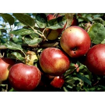 Se Æble 'Lobo' 4-8 grene, 150-200 cm. 10 liter potte (A-2) ❤ Stort online udvalg i Plantetorvet ❤ Hurtig levering: 1 - 2 Hverdage samt billig fragt - Varenummer: PTT-95971 og barcode / Ean: på lager - Udsalg på Frugttræer & Frugtbuske > Æble Spar op til 67% - Over 360 kendte mærker på udsalg