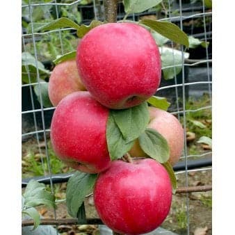 Se Æble 'Rød Ananas' Dværgtræ, 3-5 grene, 6,7 liter potte, 80-100 cm. ❤ Stort online udvalg i Plantetorvet ❤ Hurtig levering: 1 - 2 Hverdage samt billig fragt - Varenummer: PTT-48831 og barcode / Ean: på lager - Udsalg på Frugttræer & Frugtbuske > Æble Spar op til 59% - Over 412 kendte brands på udsalg