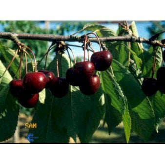 Se Sød Kirsebær 'Sam' - kræver bestøver 4-8 grene, 150-200 cm. 10 liter potte (P.avi) ❤ Stort online udvalg i Plantetorvet ❤ Hurtig levering: 1 - 2 Hverdage samt billig fragt - Varenummer: PTT-95982 og barcode / Ean: på lager - Udsalg på Frugttræer & Frugtbuske > Sød Kirsebær Spar op til 61% - Over 360 kendte mærker på udsalg