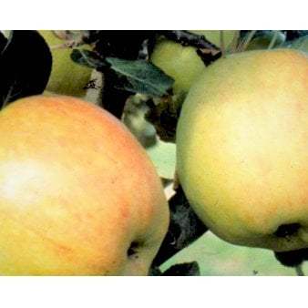 Se Æble 'James Grieve' 4-8 grene. 120-160 cm. Potte, (M7) ❤ Stort online udvalg i Plantetorvet ❤ Hurtig levering: 1 - 2 Hverdage samt billig fragt - Varenummer: PTT-48697 og barcode / Ean: på lager - Udsalg på Frugttræer & Frugtbuske > Æble Spar op til 62% - Over 454 kendte mærker på udsalg