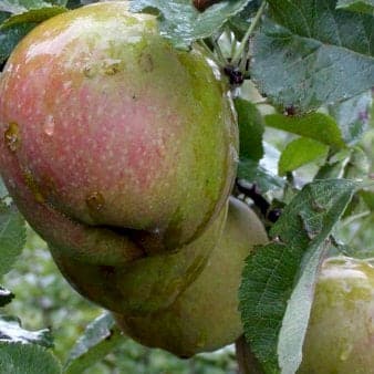 Se Æble 'Belle Boskoop' 4-8 grene. 120-160 cm. Potte, (M7) ❤ Stort online udvalg i Plantetorvet ❤ Hurtig levering: 1 - 2 Hverdage samt billig fragt - Varenummer: PTT-85618 og barcode / Ean: på lager - Udsalg på Frugttræer & Frugtbuske > Æble Spar op til 67% - Over 454 design mærker på udsalg