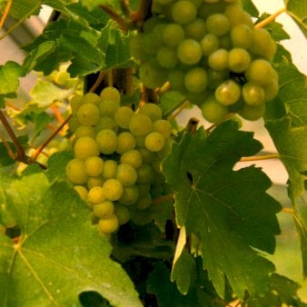 Se Vin 'Solaris' Potte 3,0 liter,- Opbundet 80-100 cm. ❤ Stort online udvalg i Plantetorvet ❤ Hurtig levering: 1 - 2 Hverdage samt billig fragt - Varenummer: PTT-95030 og barcode / Ean: på lager - Udsalg på Frugttræer & Frugtbuske > Vinplanter Spar op til 56% - Over 454 kendte brands på udsalg