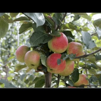 Se Æble 'Sunrise' Potte,- A-kvalitet. M7 højde 120-150 cm. ❤ Stort online udvalg i Plantetorvet ❤ Hurtig levering: 1 - 2 Hverdage samt billig fragt - Varenummer: PTT-48905 og barcode / Ean: på lager - Udsalg på Frugttræer & Frugtbuske > Æble Spar op til 52% - Over 412 kendte brands på udsalg