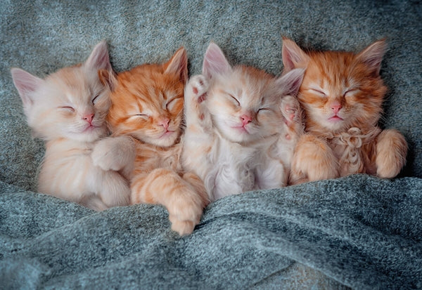 Castorland puslespil The Sweetest Kittens med 1000 brikker