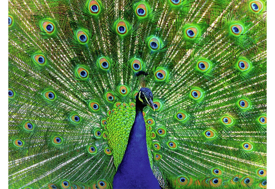 Ravensburger puslespil Peacock med 500 brikker