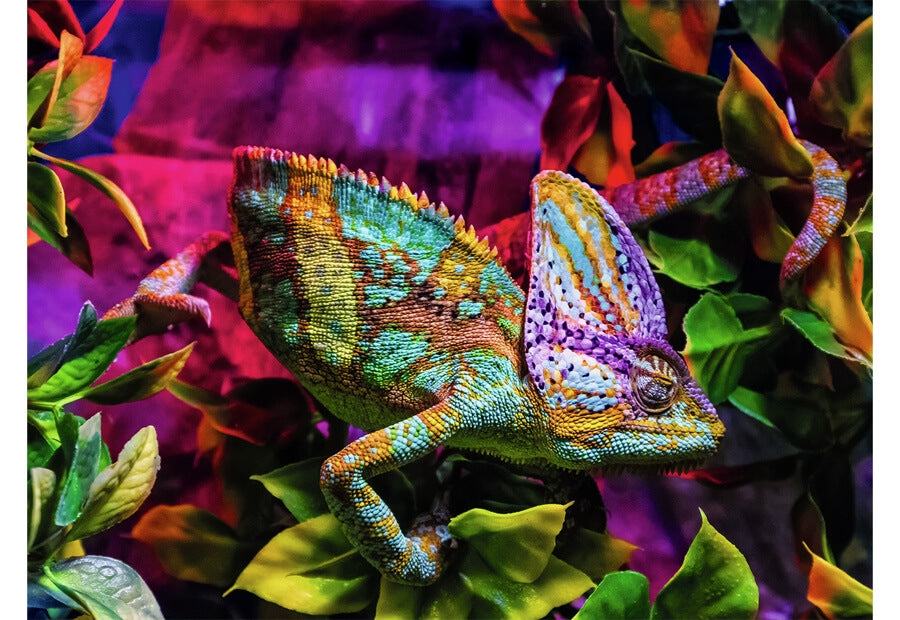 Ravensburger puslespil Chameleon med 500 brikker