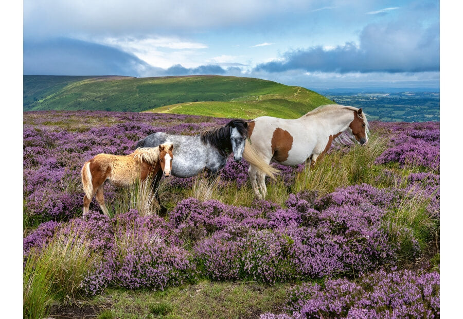 Ravensburger puslespil Wild Horses in the Heather med 2000 brikker