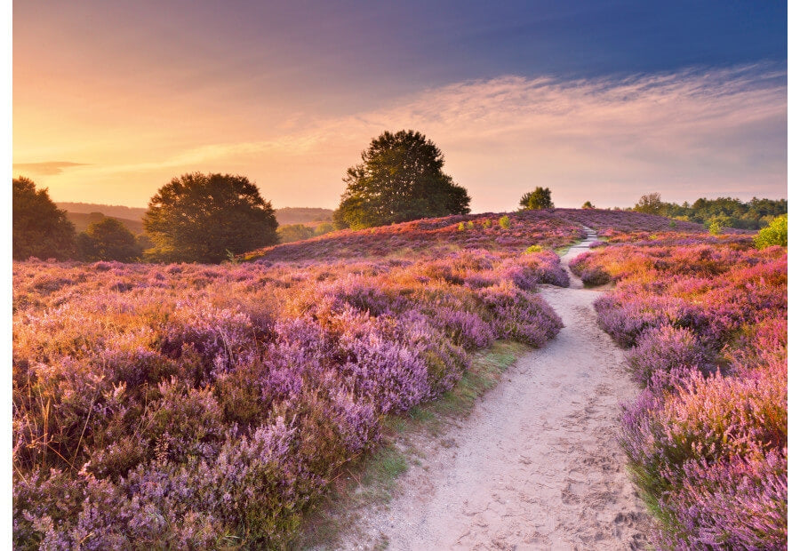 Puslespil Pink Pathway fra Ravensburger med 1000 brikker