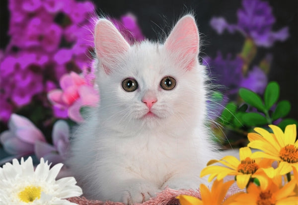 Ravensburger White Kitten Glitter puslespil med 100 brikker til børn