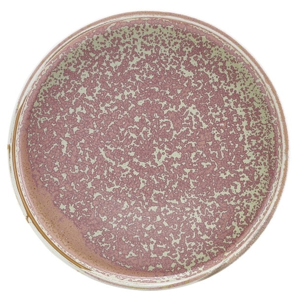Se Terra Porcelain Rose Lav Præsentationsplade 21 Cm ✔ Kæmpe udvalg i Genware - Køb online på udsalg og tilbud lige nu ✔ Meget billig fragt og hurtig levering - Varenummer: Barlife-1553137 og 5020403140672 på lager - Udsalg på Køkken - Køkkenartikler - Køkkenservice Store besparelser – op til 67% - Store besparelser på over 2.281 mærker