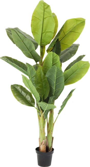 Se KARE DESIGN Banana Tree kunstig plante - grøn ethylenvinylacetat og polyethylen (H:180cm) ❤ Kæmpe udvalg i Kare Design - Køb online på udsalg og tilbud lige nu ❤ Billig fragt og hurtig levering - Varenummer: Boboonline-106353 og barcode / Ean: 4025621640035 på lager - Udsalg på Interiør,Dekoration,Kunstige planter og blomster,
Interiør,
Dekoration,
KARE Design,
Kare Design boligtilbehør, Spar stort – op til 71% - Kæmpe udsalg på over 2.739 brands
