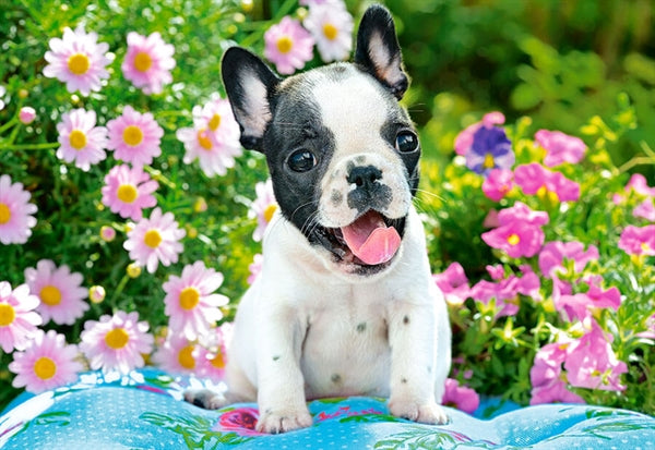 Castorland puslespil French Bulldog Puppy med 500 brikker