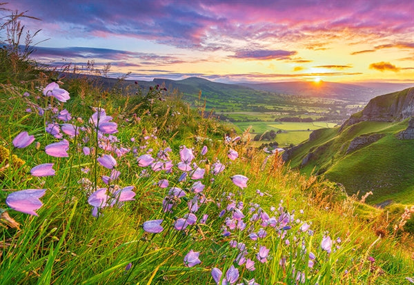 Castorland puslespil Harebells at Sunrise med 500 brikker