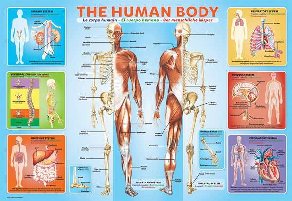 Eurographics børnepuslespil The Human Body med 200 brikker