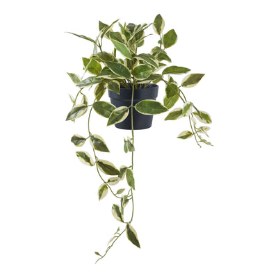Se House Nordic - Voksblomst H33 cm ✔ Kæmpe udvalg i  House Nordic - Køb online på udsalg og tilbud lige nu ✔ Hurtig levering: 1 - 2 Hverdage samt billig fragt - Varenummer: BGH-50029968556362 og barcode / Ean: 5713917033355 på lager - Udsalg på Best selling products Spar op til 63% - Over 1354 kendte brands på udsalg