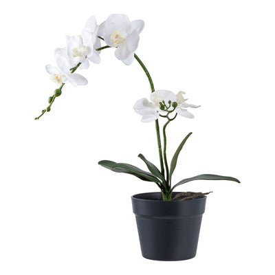 Se Orkidé - Kunstig Plante, Grøn/Hivd H:49 Cm ❤ Kæmpe udvalg i HouseNordic ❤ Hurtig levering: 1 - 2 Hverdage samt billig fragt - Varenummer: BBM-48498625839381 og barcode / Ean: '5713917033300 på lager - Udsalg på Alle produkter, Kunstige blomster, Nyheder, Udsolgte produkter Spar op til 61% - Over 1300 kendte brands på udsalg
