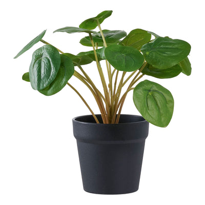 Se Pelia - Kunstig Plante, Grøn H:28 Cm ❤ Kæmpe udvalg i HouseNordic ❤ Hurtig levering: 1 - 2 Hverdage samt billig fragt - Varenummer: BBM-48498630787349 og barcode / Ean: '5713917033348 på lager - Udsalg på Alle produkter, Kunstige blomster, Nyheder, Udsolgte produkter Spar op til 54% - Over 1300 kendte brands på udsalg
