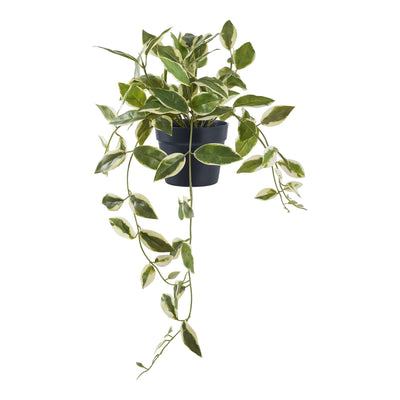 Se Voksblomst - Kunstig Plante, Grøn H:33 Cm ❤ Kæmpe udvalg i HouseNordic ❤ Hurtig levering: 1 - 2 Hverdage samt billig fragt - Varenummer: BBM-48498654085397 og barcode / Ean: '5713917033355 på lager - Udsalg på Alle produkter, Kunstige blomster, Nyheder, Udsolgte produkter Spar op til 67% - Over 1160 kendte mærker på udsalg