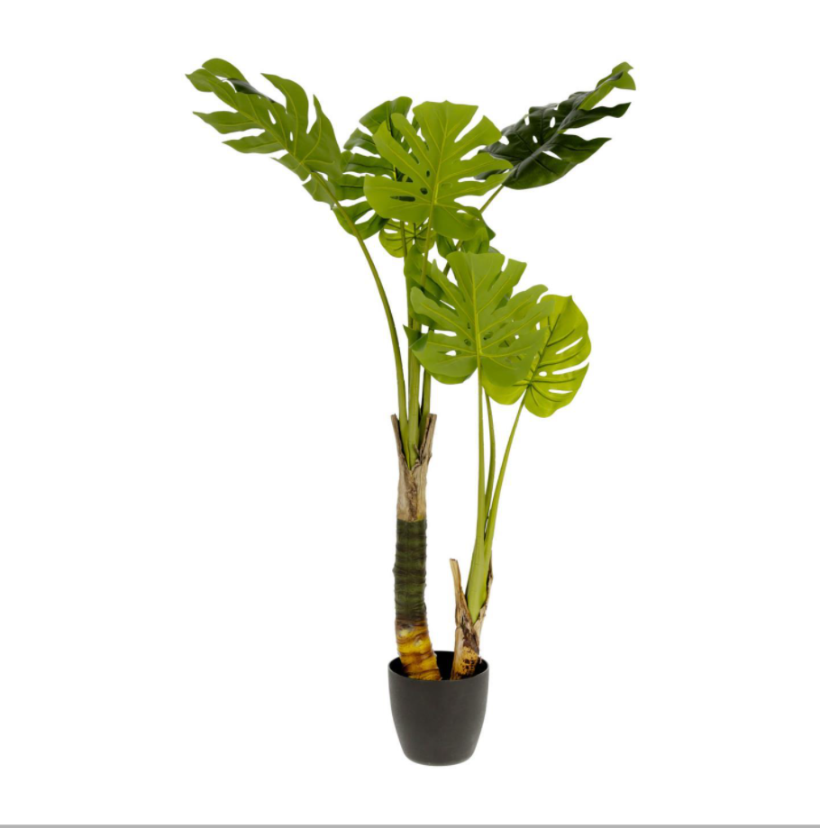 Se KAVE HOME Monstrea kunstig plante - 130 cm høj, PE, cement og skum ❤ Kæmpe udvalg i Kave Home - Køb online på udsalg og tilbud lige nu ❤ Hurtig levering til lave fragtpriser - Varenummer: Boboonline-67088 og barcode / Ean: 8433840571126 på lager - Udsalg på Interiør,Dekoration,Kunstige planter og blomster,
Dekoration,
Møbler til hjemmekontoret,
Interiør,
Samarbejdspartnere - Store besparelser – op til 67% - Store besparelser på over 2.281 brands