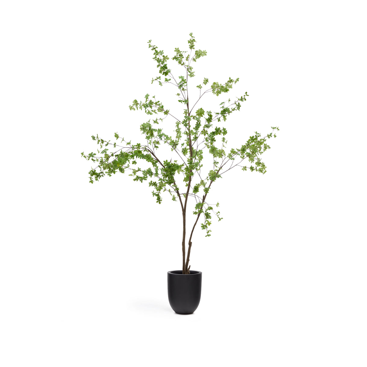Kave Home Enkianthus kunstigt træ i sort potte, højde 214cm