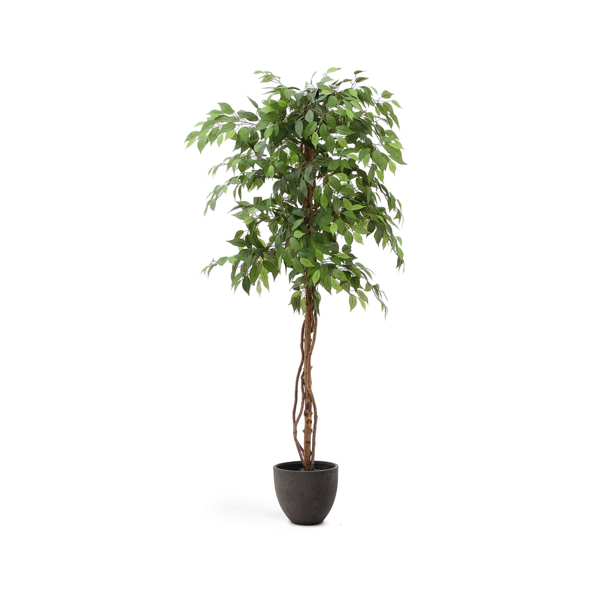 Se KAVE HOME Kunstig Ficus træ - grøn plast i sort potte (H:180cm) ❤ Kæmpe udvalg i Kave Home - Køb online på udsalg og tilbud lige nu ❤ Meget billig fragt og hurtig levering: 1 - 2 hverdage - Varenummer: Boboonline-117686 og barcode / Ean: 8433840906379 på lager - Udsalg på Interiør,Dekoration,Kunstige planter og blomster,
Interiør,
Dekoration,
Møbler til hjemmekontoret,
Kunstige planter, Spar op til 51% - Over 785 kendte brands på udsalg
