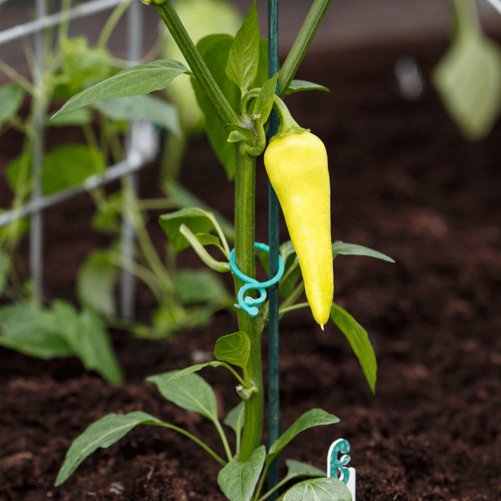 40 twist ringe i plast til opbinding af blomster og planter fra GrowCamp