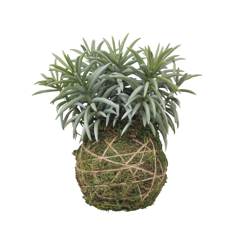 Se Chic Antique FLEUR moskugle m. plante ❤ Kæmpe udvalg i Chic Antique - Køb online på udsalg og tilbud lige nu ❤ Billig fragt • Hurtig levering - Varenummer: HomeFeeling-768 og barcode / Ean: 5712750210886 på lager - Udsalg på Interiør - Alt til udelivet - Kunstige blomster - Alt interiør Store besparelser – op til 77% - Udsalg på mere end 2.281 populære mærker
