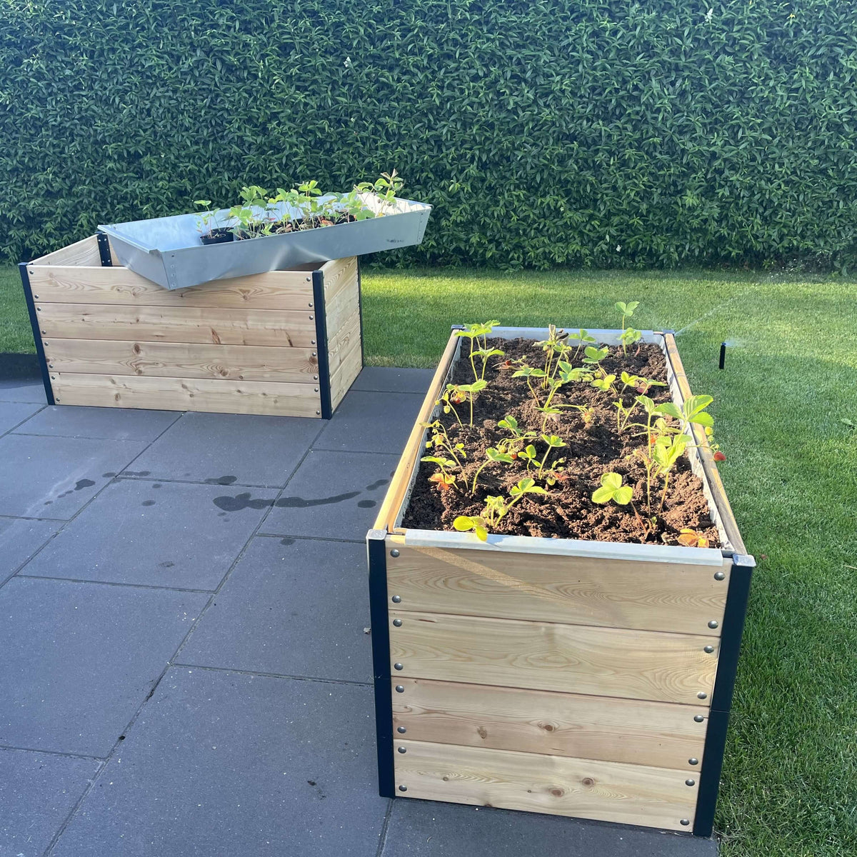 Stor GrowCamp jordbakke til at hvile på kanten af et vægbed på 120 x 62 cm