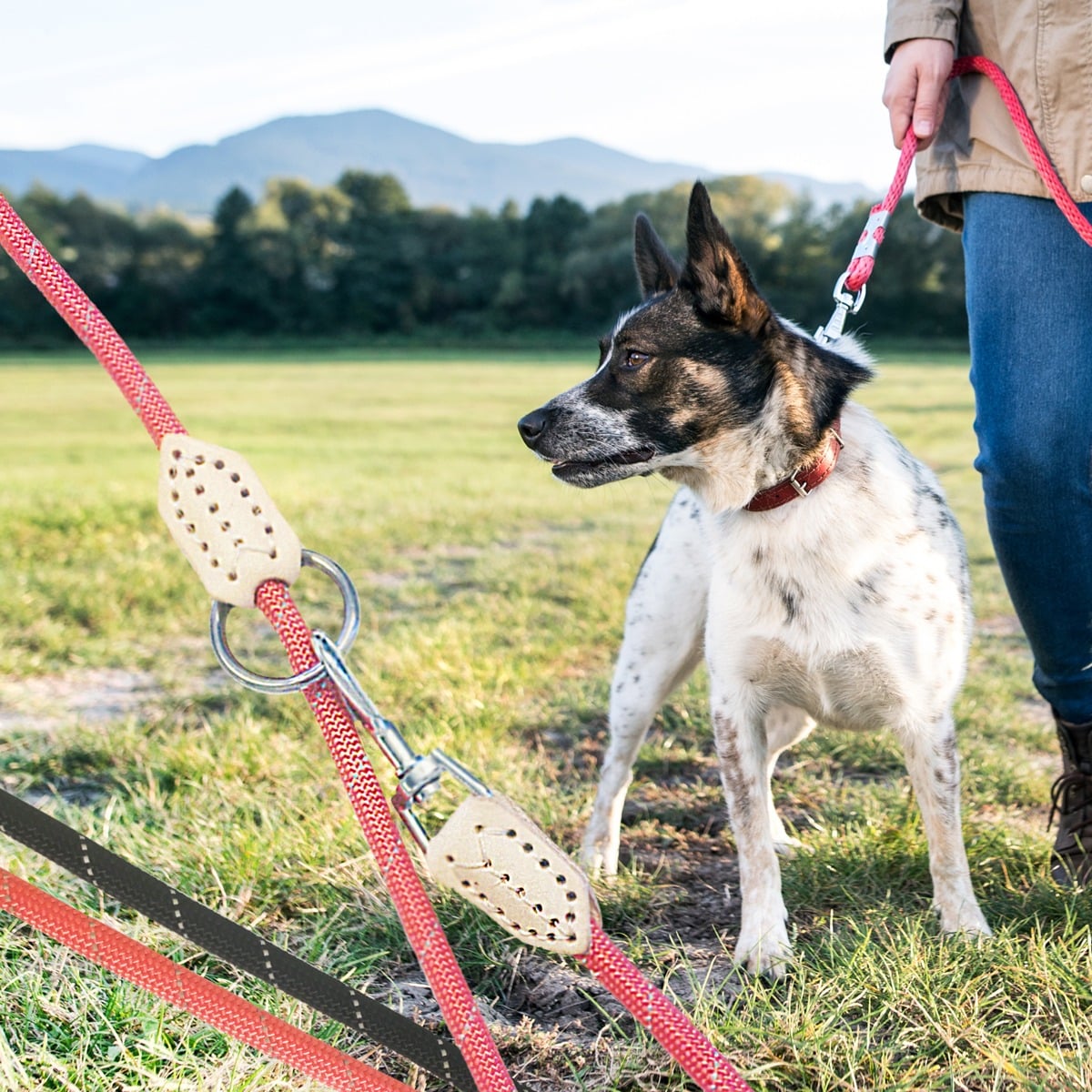 Se Hundesnor 2 meter m/karabinhage i krom - Rund - ø1 cm - - Rød ✔ Kæmpe udvalg i Satana - Køb online på udsalg og tilbud lige nu ✔ Billig fragt • Hurtig levering - Varenummer: Satana-93946 på lager - Udsalg på Sundhed > Proteinpulver > Spar helt op til 73% - 2.739 kendte brands til outletpriser