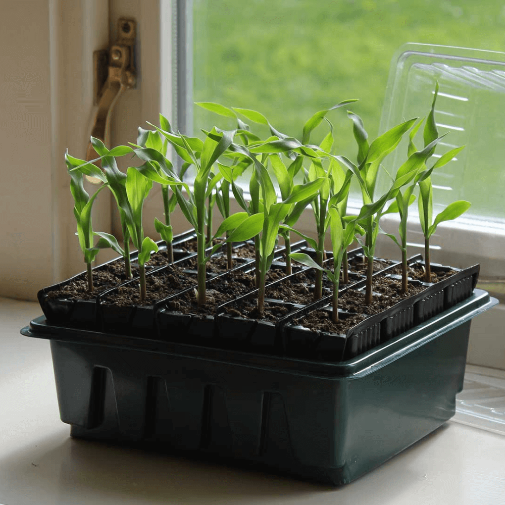 GrowCamp Roottrainer COMPACT sæt til forspiring af planter