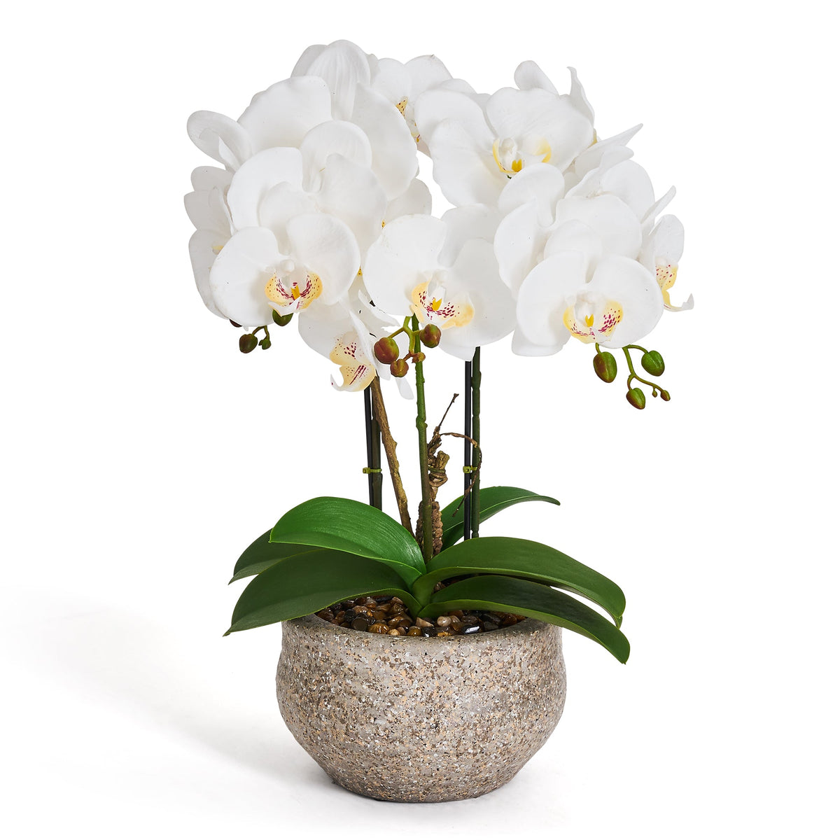 Se Kunstig Orkidé Hvid H42 cm - Naturtro med Betonpotte Ø25 cm ❤ Kæmpe udvalg i 4EverGreen - Køb online på udsalg og tilbud lige nu ❤ Meget billig fragt og hurtig levering - Varenummer: Bolig&Haven-61623823466826 og barcode / Ean: 5744000690131 på lager - Udsalg på Spar stort – op til 53% - 2.739+ brands samlet til lave priser