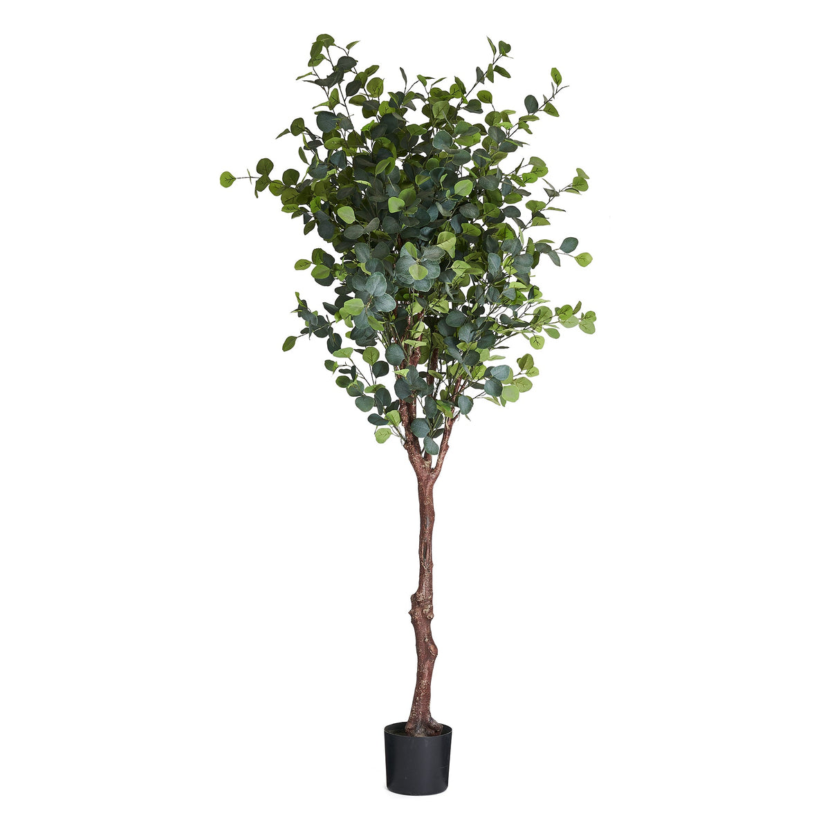 Se Eucalyptustræ - Kunstig, H:220 cm ❤ Kæmpe udvalg i 4EverGreen - Køb online på udsalg og tilbud lige nu ❤ Lav fragtpris og hurtig levering - Varenummer: Bolig&Haven-49693938712906 og barcode / Ean: 5744000690094 på lager - Udsalg på Spar helt op til 79% - Over 739 kendte brands på udsalg