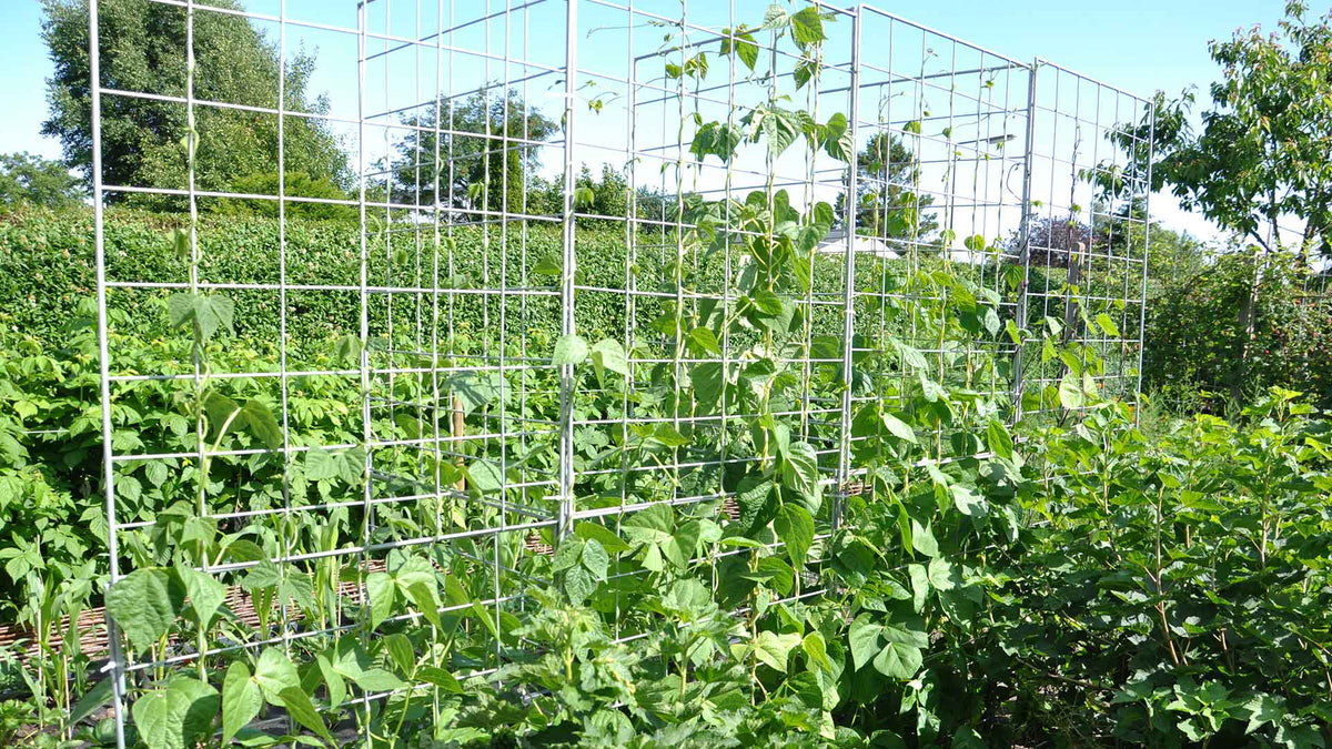 Galvaniseret GrowCamp espalier i målene 91 x 105 cm med maskestørrelse 15 x 15 cm