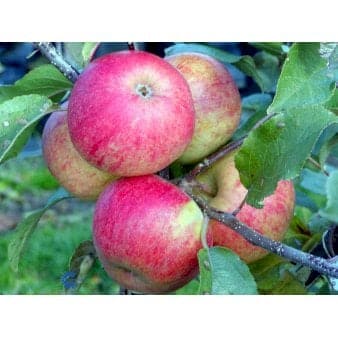 Se Æble 'Elstar/Elshof' Dværgtræ, 3-5 grene, 6,7 liter potte, 80-100 cm. ✔ Kæmpe udvalg i Plantetorvet ✔ Hurtig levering: 1 - 2 Hverdage samt billig fragt - Varenummer: PTT-53728 og barcode / Ean: på lager - Udsalg på Frugttræer & Frugtbuske > Æble Spar op til 66% - Over 1334 design brands på udsalg