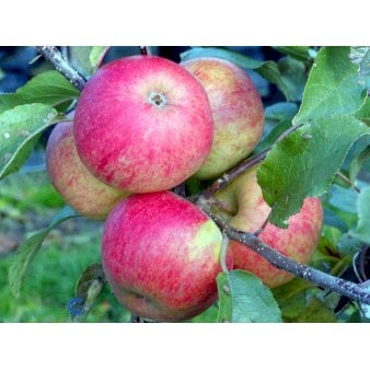 Se Æble 'Elstar/Elshof' 2-3 m. Træ med sidegrene,- stammeomkreds 8-10 cm. med klump ✔ Kæmpe udvalg i  Plantetorvet - Køb online på udsalg og tilbud lige nu ✔ Hurtig levering: 1 - 2 Hverdage samt billig fragt - Varenummer: PTT-52367 og barcode / Ean:  på lager - Udsalg på Frugttræer & Frugtbuske > Æble Spar op til 65% - Over 1334 design brands på udsalg
