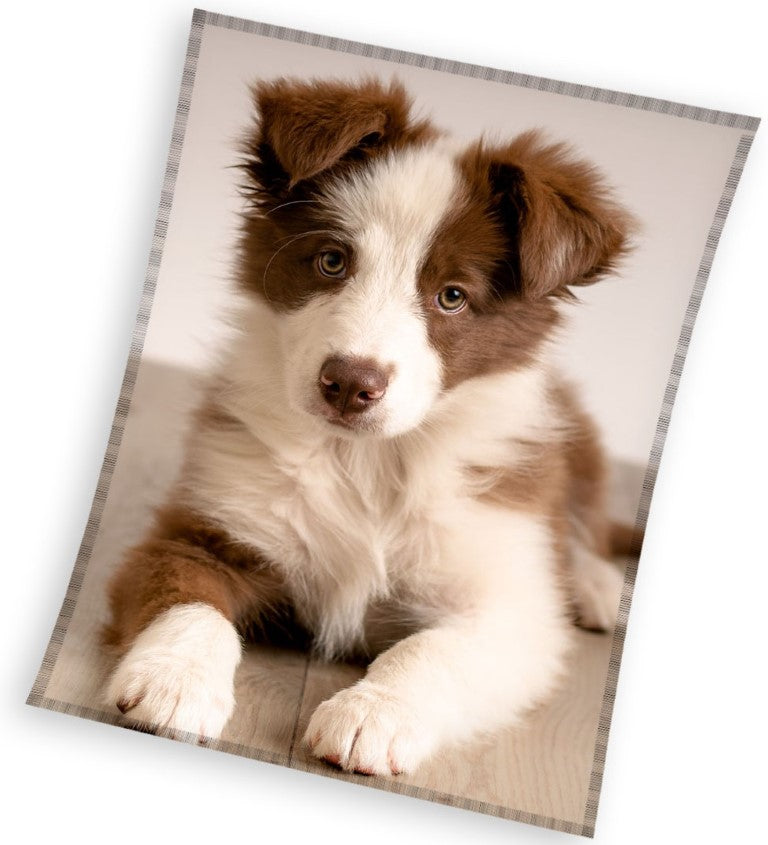 Se Hund Coral Fleece tæppe - 150 x 200 cm ✔ Kæmpe udvalg i Bolig Magasin - Køb online på udsalg og tilbud lige nu ✔ Billig fragt og hurtig levering - Varenummer: MMAction-2040370 og 5904302594135 på lager - Udsalg på Fleece tæpper til børn Spar helt op til 73% - Kæmpe udsalg på over 739 mærker
