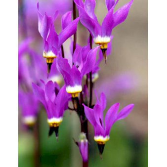 Se Gudeblomst &