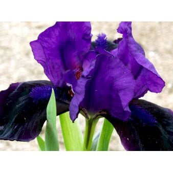 Se Dværg-Iris ✔ Kæmpe udvalg i  Plantetorvet - Køb online på udsalg og tilbud lige nu ✔ Hurtig levering: 1 - 2 Hverdage samt billig fragt - Varenummer: PTT-59825 og barcode / Ean:  på lager - Udsalg på Stauder > Iris Spar op til 53% - Over 1354 design brands på udsalg
