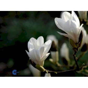Se Almindelig magnolia ✔ Kæmpe udvalg i  Plantetorvet - Køb online på udsalg og tilbud lige nu ✔ Hurtig levering: 1 - 2 Hverdage samt billig fragt - Varenummer: PTT-101157 og barcode / Ean:  på lager - Udsalg på Prydbuske > Magnolia Spar op til 56% - Over 1354 design brands på udsalg