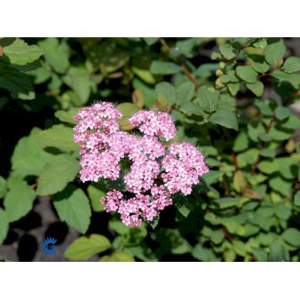 Se Spiraea Japonica 'Odensala' ✔ Kæmpe udvalg i  Plantetorvet - Køb online på udsalg og tilbud lige nu ✔ Hurtig levering: 1 - 2 Hverdage samt billig fragt - Varenummer: PTT-100286 og barcode / Ean:  på lager - Udsalg på Prydbuske > Spiræa Spar op til 57% - Over 1334 design brands på udsalg