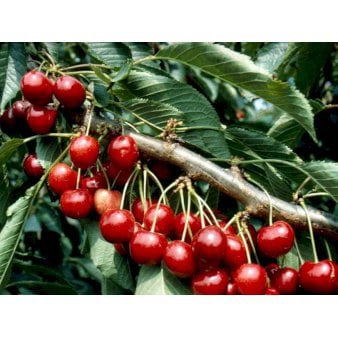 Se Sød Kirsebær 'Lapins' - selvbestøvende 4-8 grene, 150-200 cm. 10 liter potte (P.avi) ✔ Kæmpe udvalg i  Plantetorvet - Køb online på udsalg og tilbud lige nu ✔ Hurtig levering: 1 - 2 Hverdage samt billig fragt - Varenummer: PTT-95970 og barcode / Ean:  på lager - Udsalg på Frugttræer & Frugtbuske > Sød Kirsebær Spar op til 58% - Over 1334 design brands på udsalg