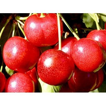 Se Sød Kirsebær 'Sunburst' - Selvbestøvende Grundstamme P. avium 4-8 grene, 150-200 cm. 10 liter potte ✔ Kæmpe udvalg i  Plantetorvet - Køb online på udsalg og tilbud lige nu ✔ Hurtig levering: 1 - 2 Hverdage samt billig fragt - Varenummer: PTT-98157 og barcode / Ean:  på lager - Udsalg på Frugttræer & Frugtbuske > Sød Kirsebær Spar op til 56% - Over 1334 design brands på udsalg