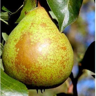 Se Pære 'Herrepære' 4-8 grene. 120-160 cm. Potte, (Kvæde A) ❤ Stort online udvalg i Plantetorvet ❤ Hurtig levering: 1 - 2 Hverdage samt billig fragt - Varenummer: PTT-90274 og barcode / Ean: på lager - Udsalg på Frugttræer & Frugtbuske > Pære Spar op til 65% - Over 324 kendte brands på udsalg