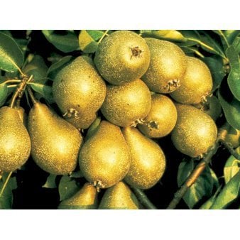 Se Pære 'Gråpære' Træ med sidegrene,- stammeomkreds 8-10 cm. med klump ✔ Kæmpe udvalg i  Plantetorvet - Køb online på udsalg og tilbud lige nu ✔ Hurtig levering: 1 - 2 Hverdage samt billig fragt - Varenummer: PTT-87733 og barcode / Ean:  på lager - Udsalg på Frugttræer & Frugtbuske > Pære Spar op til 62% - Over 1334 design brands på udsalg
