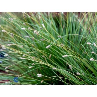 Se Fjeld-blåaks 10 cm. potte ✔ Kæmpe udvalg i  Plantetorvet - Køb online på udsalg og tilbud lige nu ✔ Hurtig levering: 1 - 2 Hverdage samt billig fragt - Varenummer: PTT-60084 og barcode / Ean:  på lager - Udsalg på Prydgræs > Blåaks Spar op til 64% - Over 1334 design mærker på udsalg
