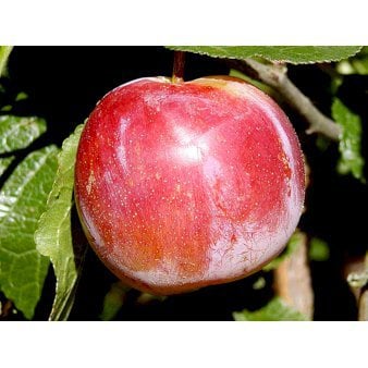 Se Blomme 'Althans Reine Claude' Grundstamme P. Cer 4-8 grene, Potte 10 liter, 140-180 cm. (P.CER) ✔ Kæmpe udvalg i  Plantetorvet - Køb online på udsalg og tilbud lige nu ✔ Hurtig levering: 1 - 2 Hverdage samt billig fragt - Varenummer: PTT-98146 og barcode / Ean:  på lager - Udsalg på Frugttræer & Frugtbuske > Blomme Spar op til 55% - Over 1334 design brands på udsalg
