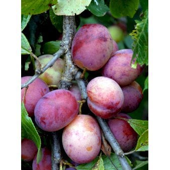 Se Blomme 'Opal' Grundstamme S.J.A 4-8 grene, Potte 10 liter, 140-180 cm. (S.J.-A) ✔ Kæmpe udvalg i  Plantetorvet - Køb online på udsalg og tilbud lige nu ✔ Hurtig levering: 1 - 2 Hverdage samt billig fragt - Varenummer: PTT-98143 og barcode / Ean:  på lager - Udsalg på Frugttræer & Frugtbuske > Blomme Spar op til 64% - Over 1334 design brands på udsalg