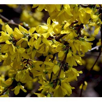 Se Forsythia 'Spectabilis' 2 Liter potte ✔ Kæmpe udvalg i  Plantetorvet - Køb online på udsalg og tilbud lige nu ✔ Hurtig levering: 1 - 2 Hverdage samt billig fragt - Varenummer: PTT-100722 og barcode / Ean:  på lager - Udsalg på Prydbuske > Forsythia Spar op til 64% - Over 1334 design brands på udsalg